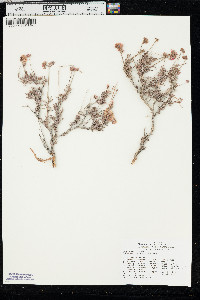 Eriogonum fasciculatum image