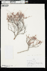 Eriogonum fasciculatum image