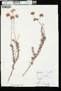 Eriogonum fasciculatum image