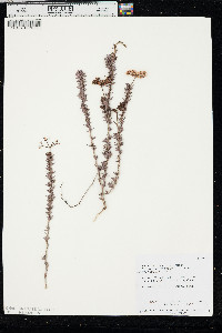 Eriogonum fasciculatum image