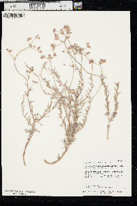 Eriogonum fasciculatum image