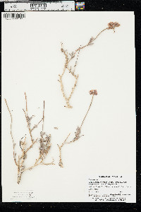 Eriogonum fasciculatum image