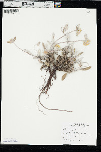 Eriogonum flavum image