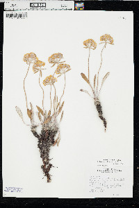Eriogonum flavum image