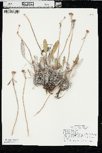Eriogonum flavum image