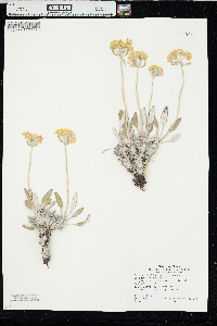 Eriogonum flavum image
