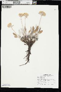Eriogonum flavum image