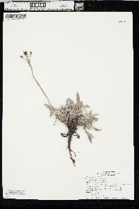 Eriogonum flavum image
