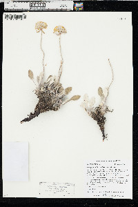 Eriogonum flavum var. flavum image