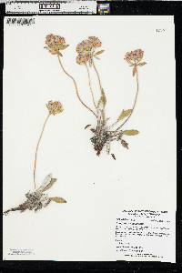 Eriogonum flavum image