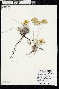 Eriogonum flavum image