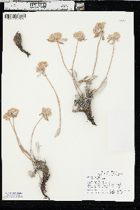 Eriogonum flavum image
