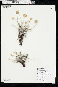 Eriogonum flavum image