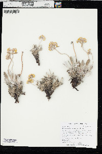 Eriogonum flavum var. flavum image