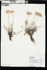 Eriogonum flavum var. flavum image