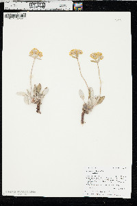 Eriogonum flavum var. flavum image