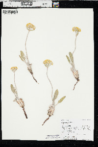 Eriogonum flavum var. flavum image