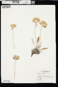 Eriogonum flavum image