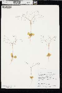 Eriogonum fusiforme image