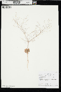 Eriogonum fusiforme image