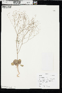 Eriogonum gordonii image