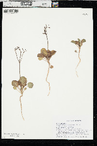 Eriogonum gordonii image