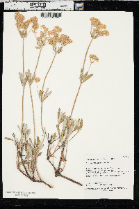 Eriogonum heracleoides image