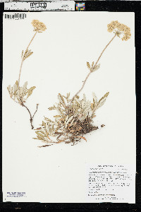 Eriogonum heracleoides image