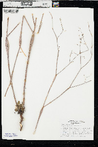Eriogonum inflatum image
