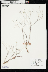 Eriogonum inflatum image