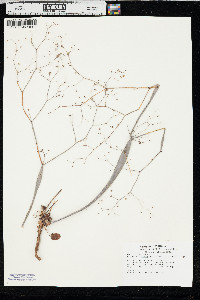 Eriogonum inflatum image
