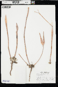Eriogonum inflatum image