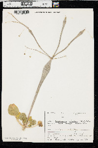 Eriogonum inflatum image