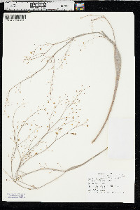 Eriogonum inflatum image