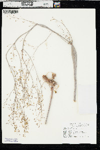 Eriogonum inflatum image
