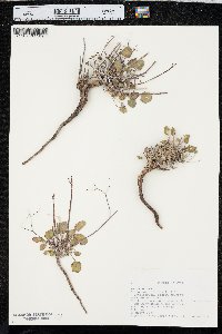 Eriogonum inflatum image