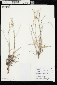 Eriogonum leptophyllum image