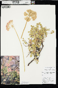 Eriogonum lobbii image