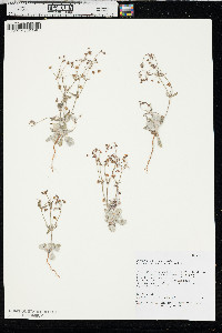 Eriogonum maculatum image