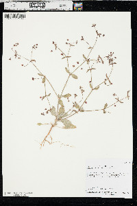Eriogonum maculatum image