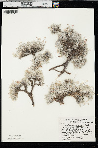 Eriogonum mancum image