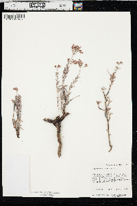 Eriogonum microtheca image