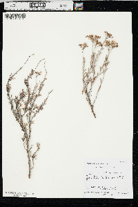 Eriogonum microtheca image