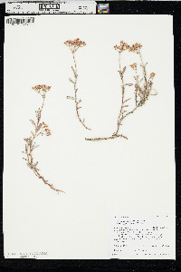Eriogonum microtheca image