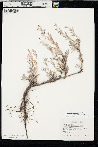 Eriogonum microtheca image