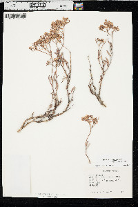 Eriogonum microthecum var. laxiflorum image