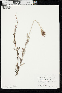 Eriogonum multiflorum image