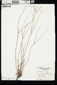 Eriogonum novonudum image