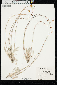 Eriogonum calcareum var. calcareum image