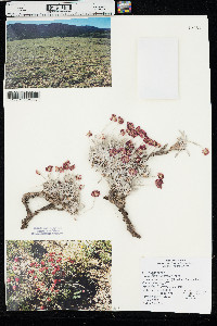 Eriogonum ovalifolium var. ochroleucum image